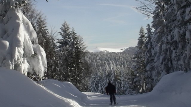 Forêt enneigée Hautes-Vosges